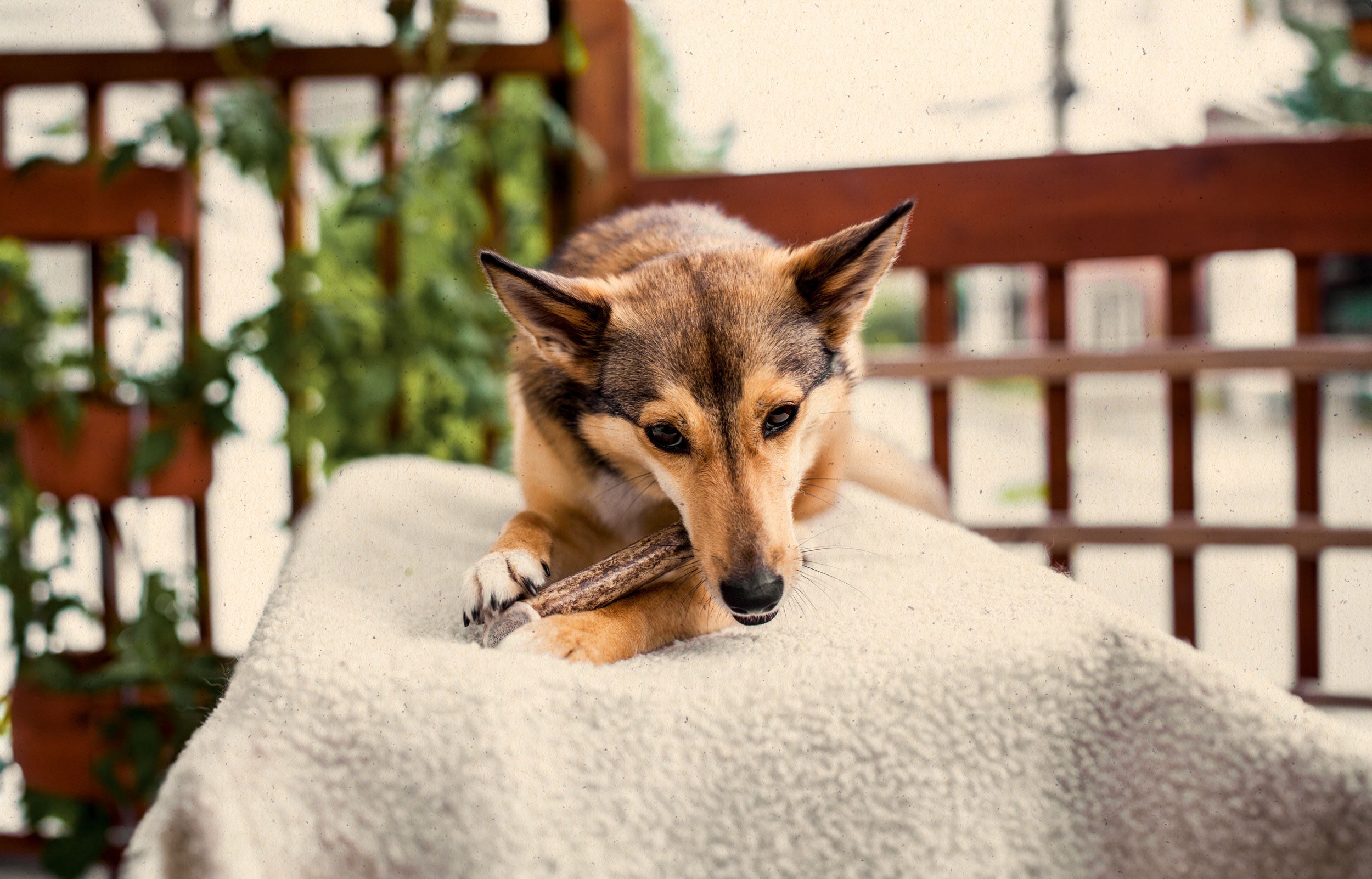 Bois de cervidés à mâcher