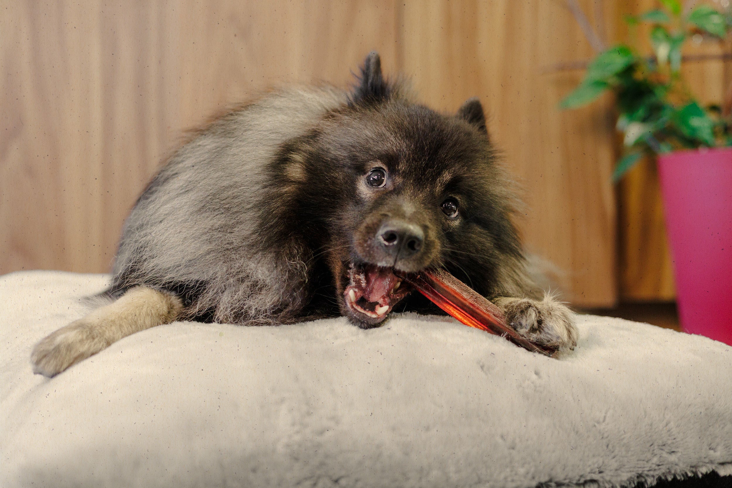 Gélatine à mâcher