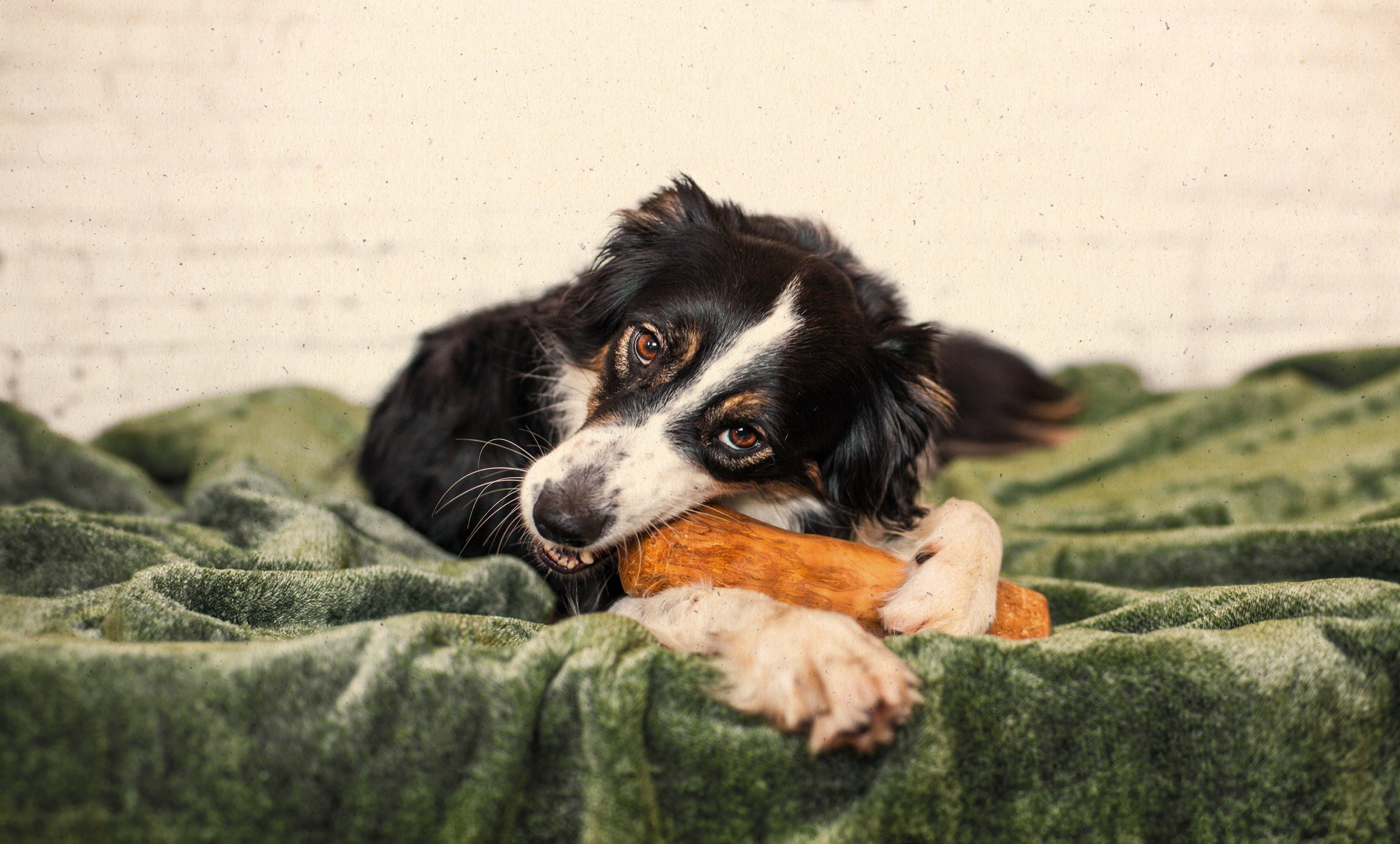 Bois de Java à mâcher