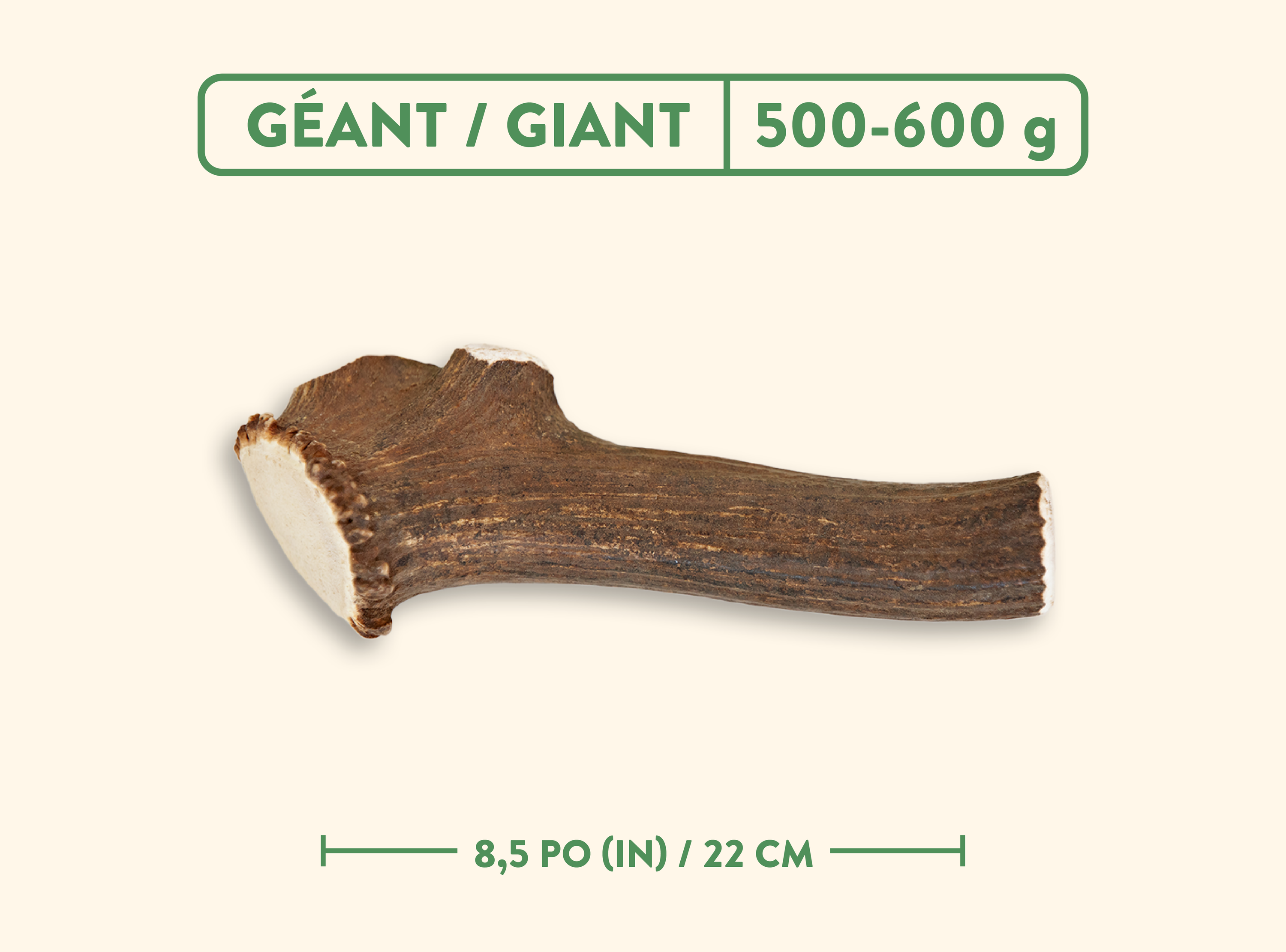 Bois de cervidés - Nature sauvage - Entier