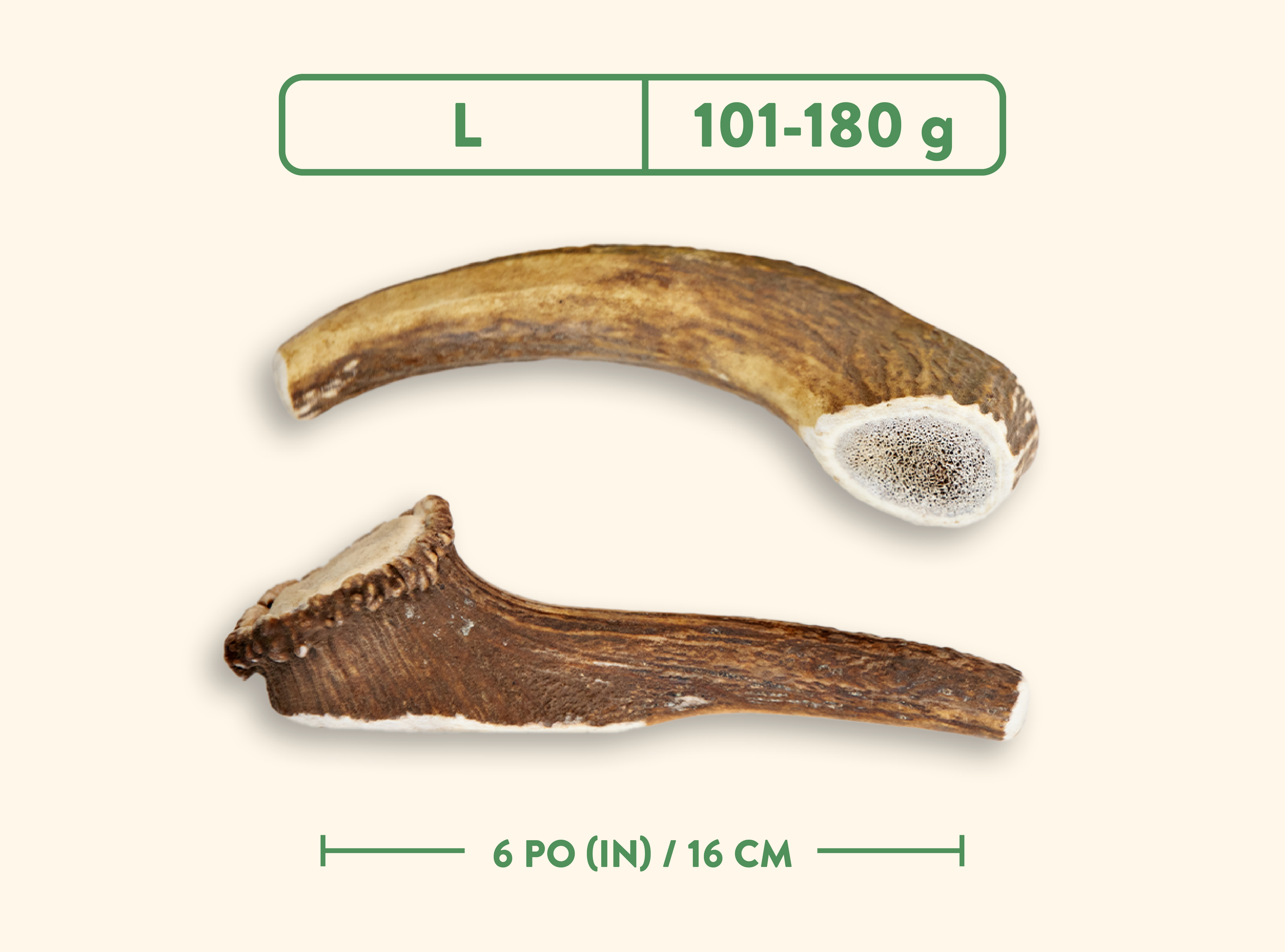 Bois de cervidés - Nature sauvage - Entier