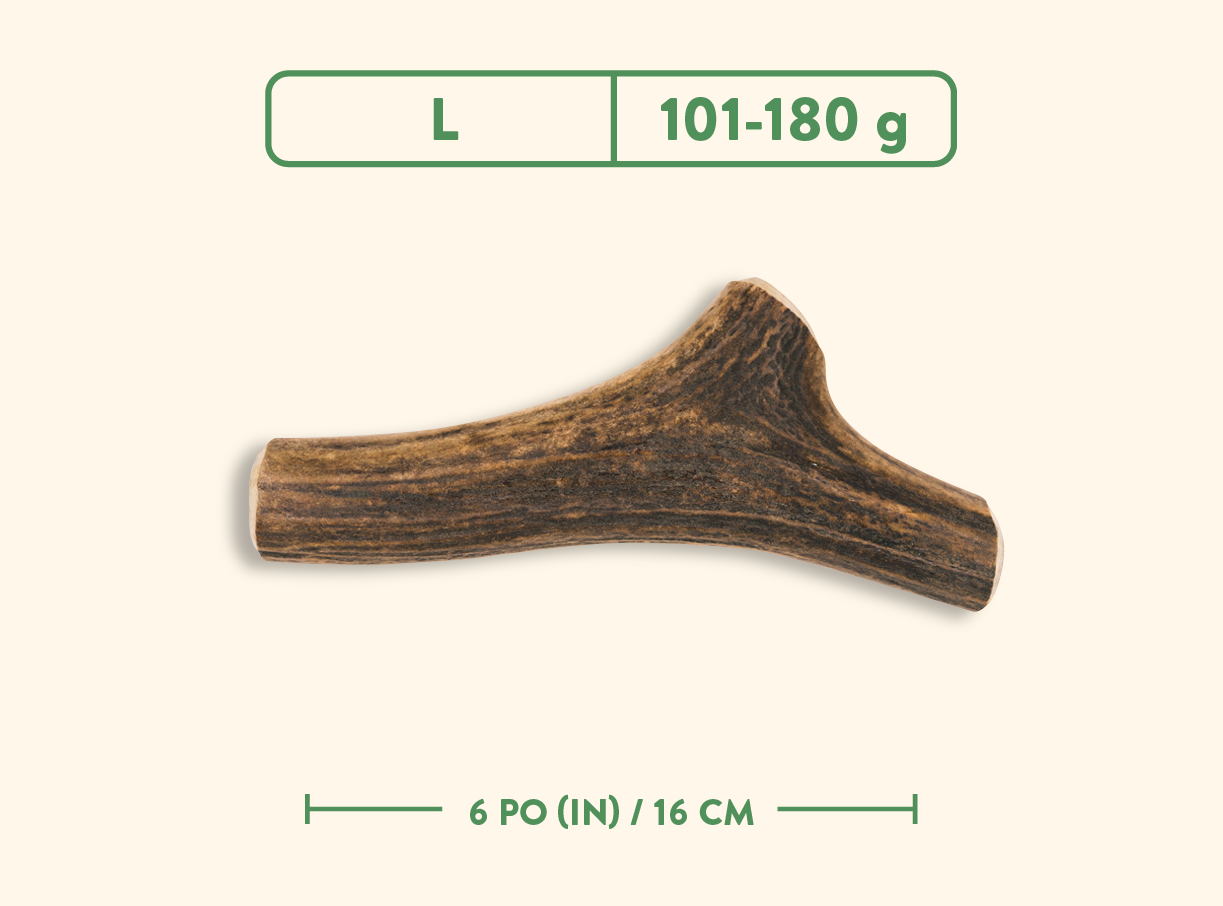 Bois de cervidés - Nature sauvage - Entier