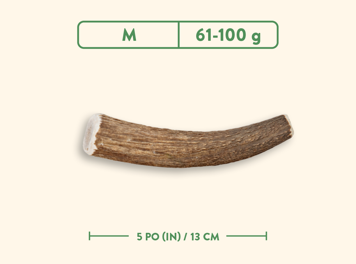 Bois de cervidés - Nature sauvage - Entier