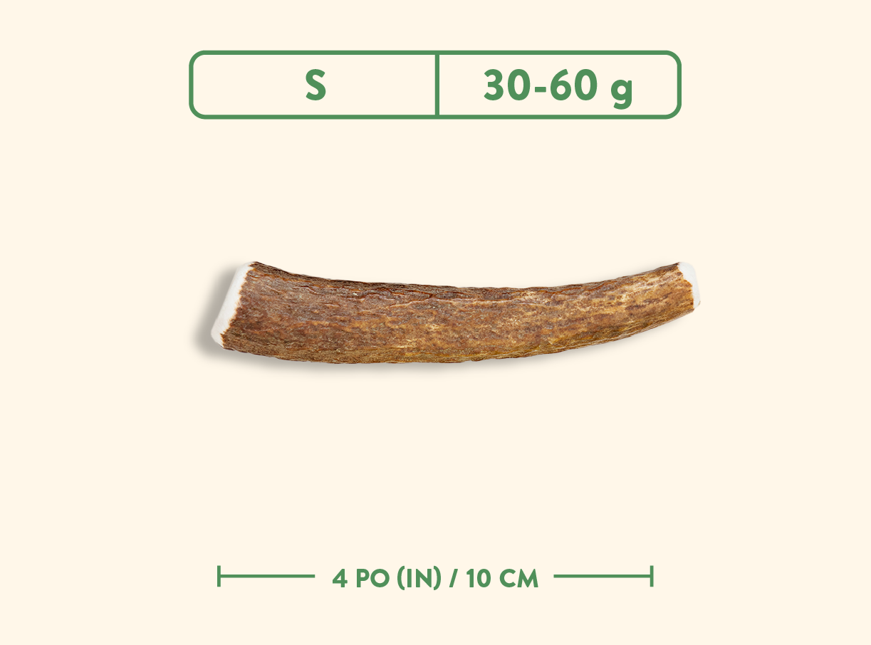 Bois de cervidés - Nature sauvage - Entier