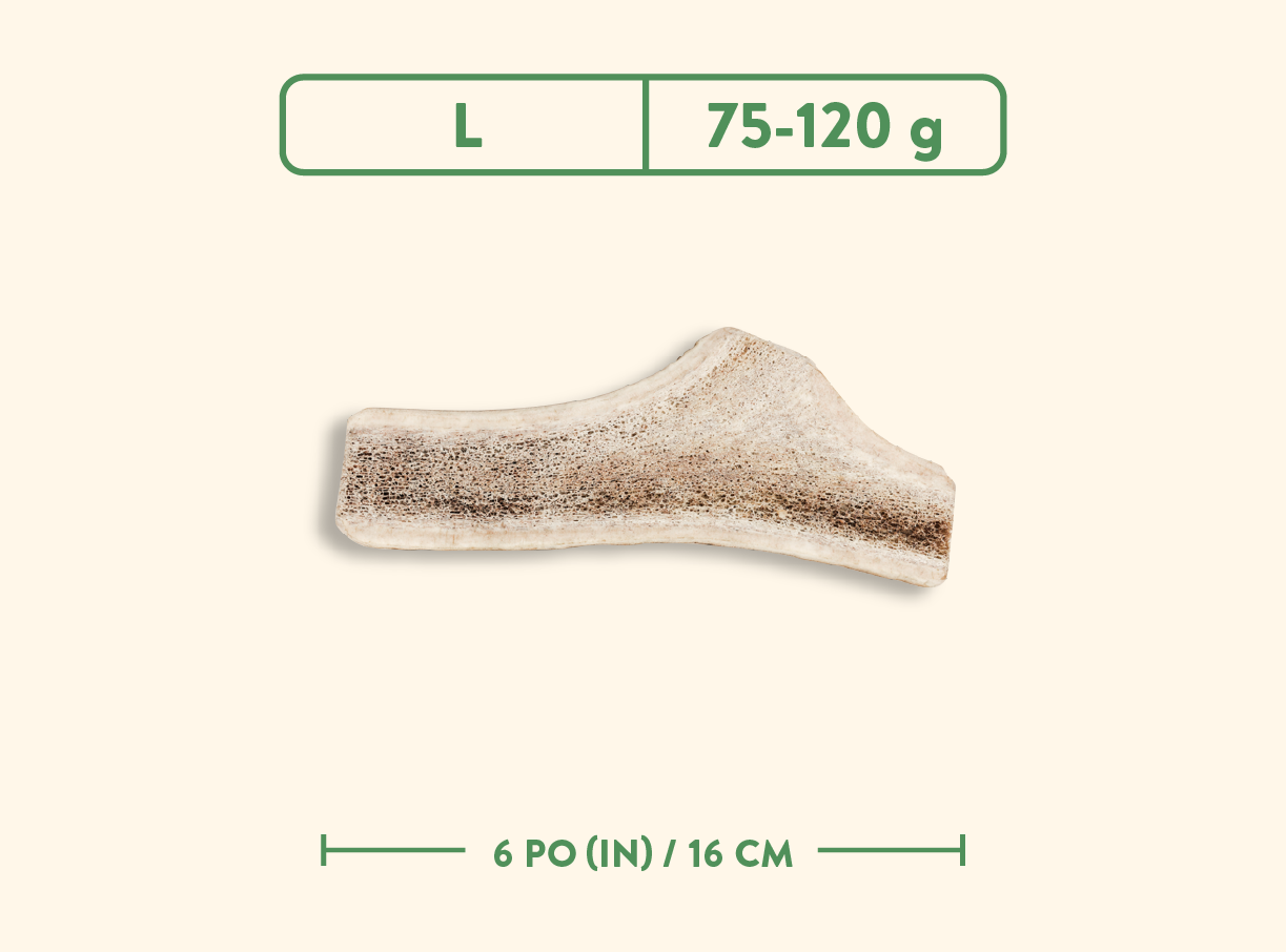 Bois de cervidés - Nature sauvage - Coupé