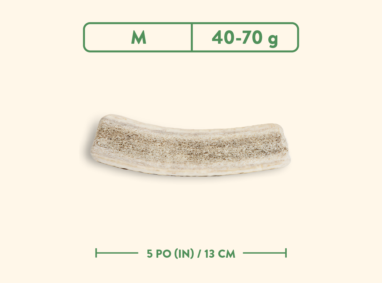 Bois de cervidés - Nature sauvage - Coupé