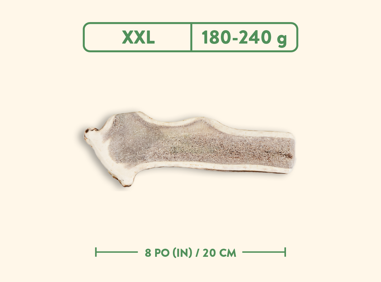 Bois de cervidés - Nature sauvage - Coupé